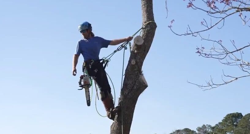 Hunter Russell, owner and ISA Certified Arborist at Russell Tree Care in Jacksonville FL